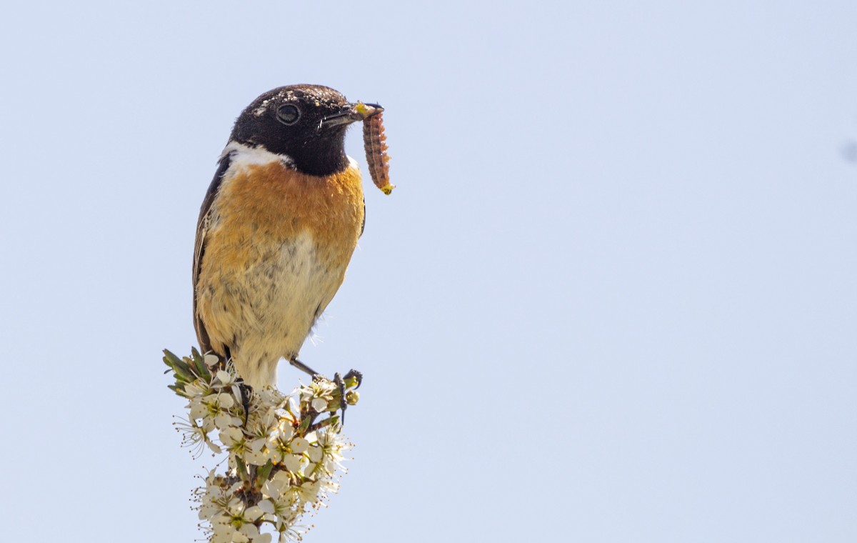 European Stonechat - ML635363317