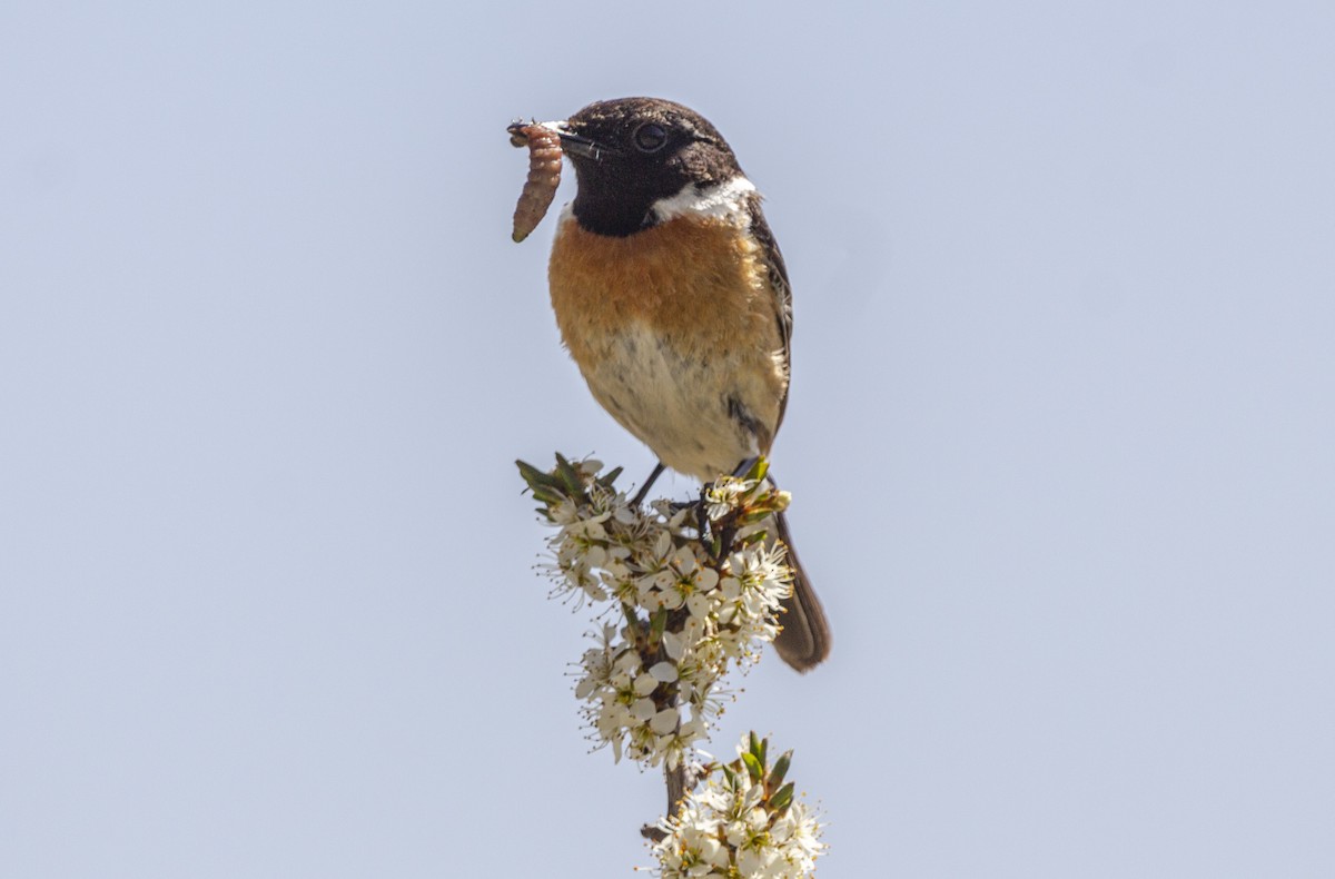 European Stonechat - ML635363318