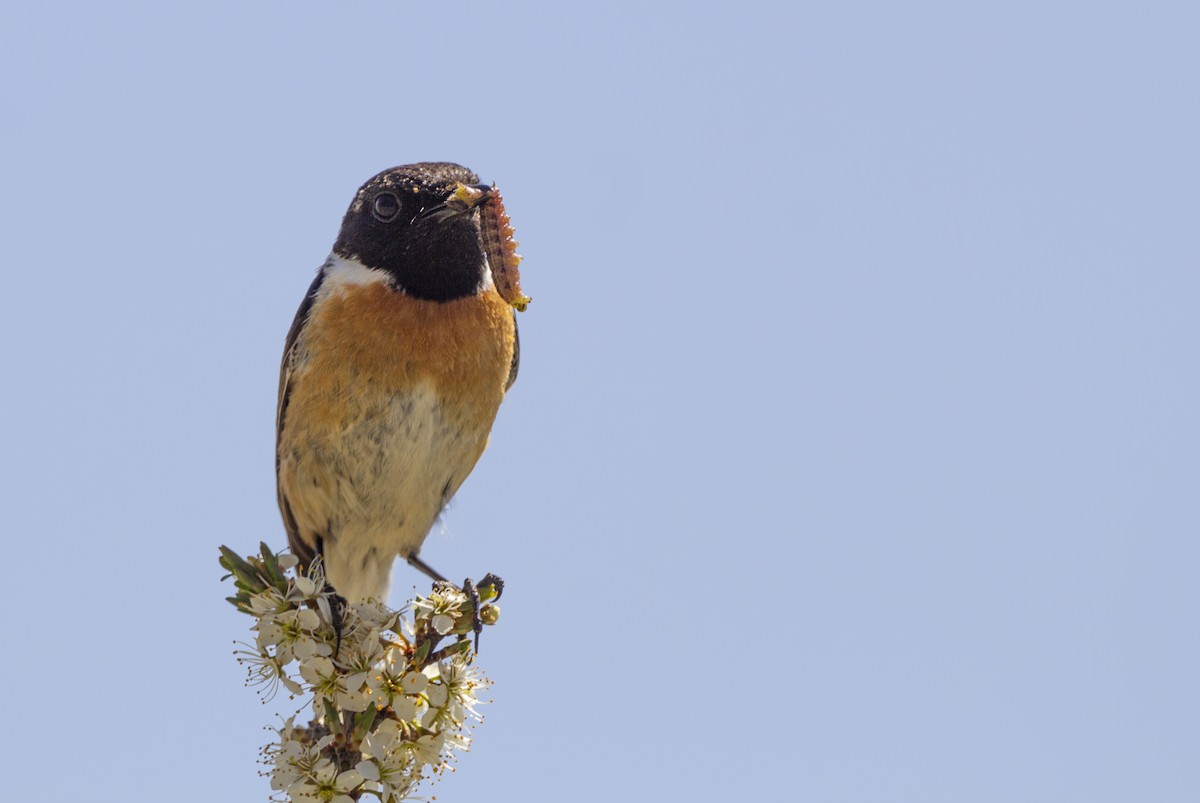 European Stonechat - ML635363320