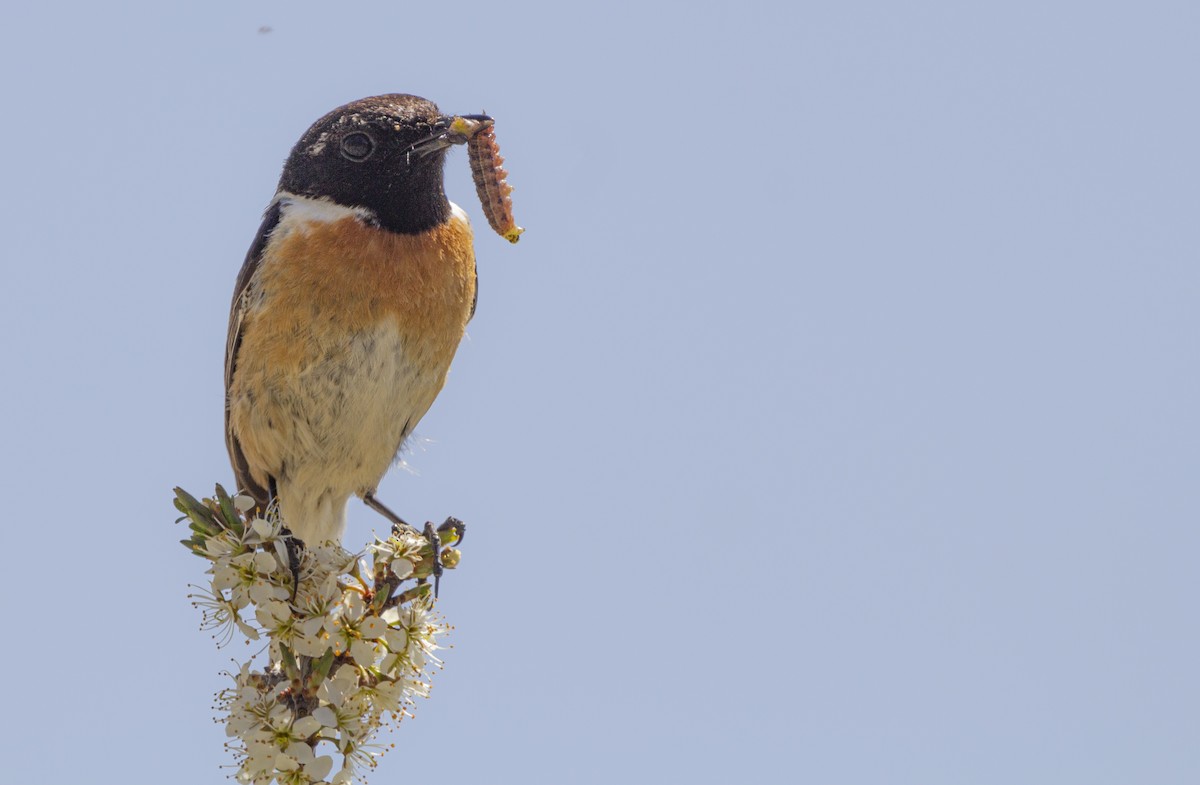 European Stonechat - ML635363321