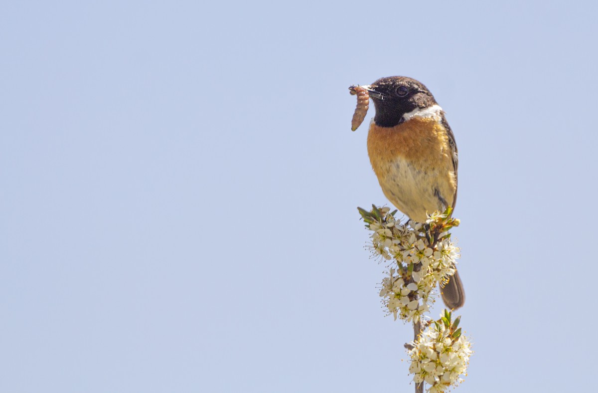 European Stonechat - ML635363322
