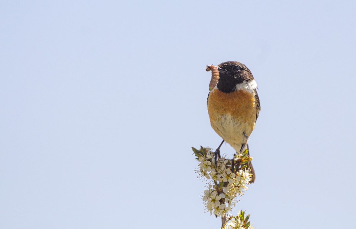 European Stonechat - ML635363323