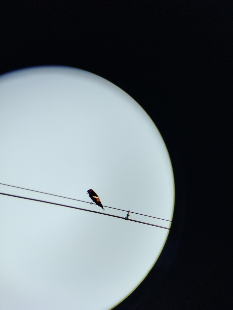 Eastern Red-rumped Swallow - ML635363344