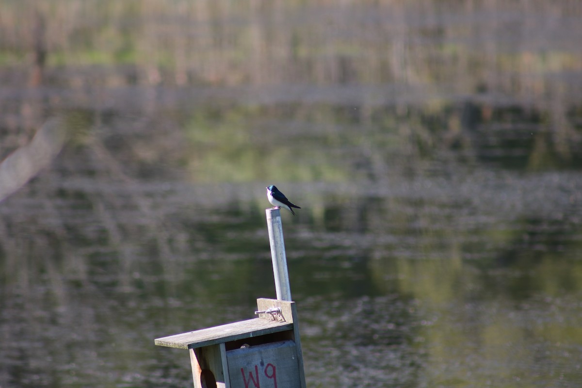 Tree Swallow - ML635363364