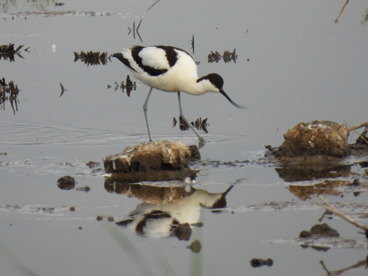 Pied Avocet - ML635363444