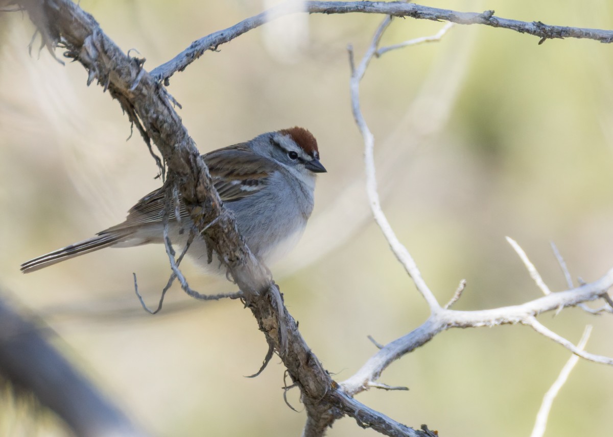 Chipping Sparrow - ML635363475