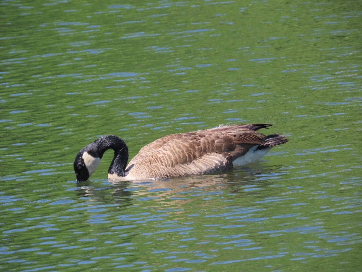 Canada Goose - ML635363556