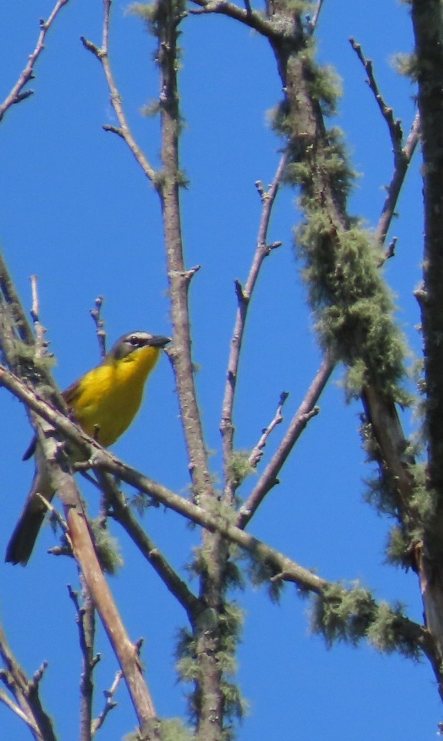 Yellow-breasted Chat - ML635363576