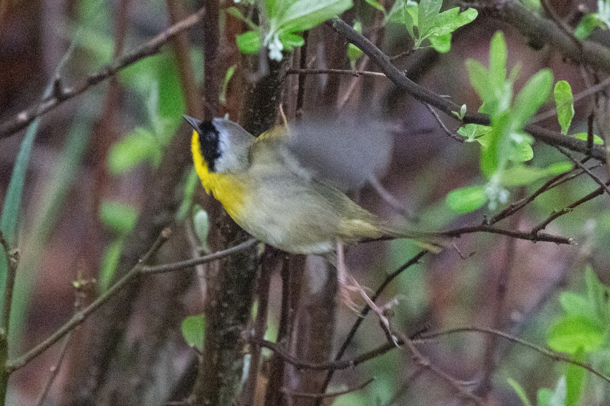 Common Yellowthroat - ML635363580
