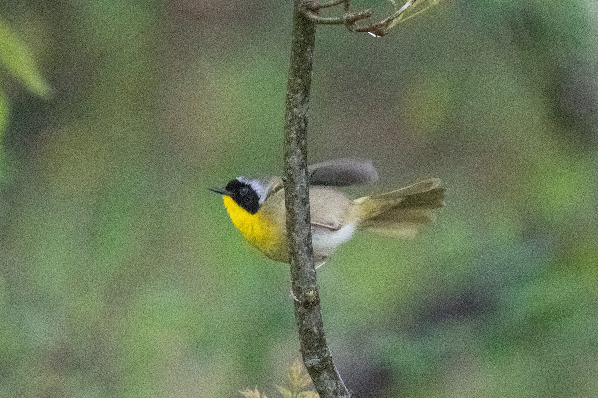 Common Yellowthroat - ML635363581