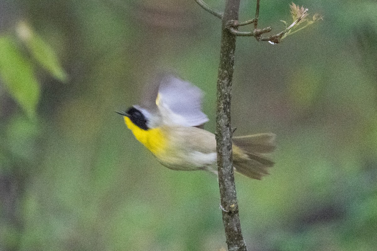 Common Yellowthroat - ML635363582