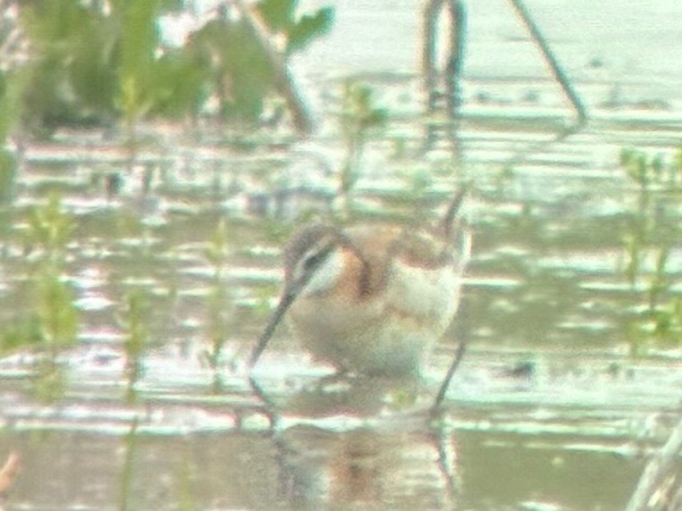 Wilson's Phalarope - ML635363600