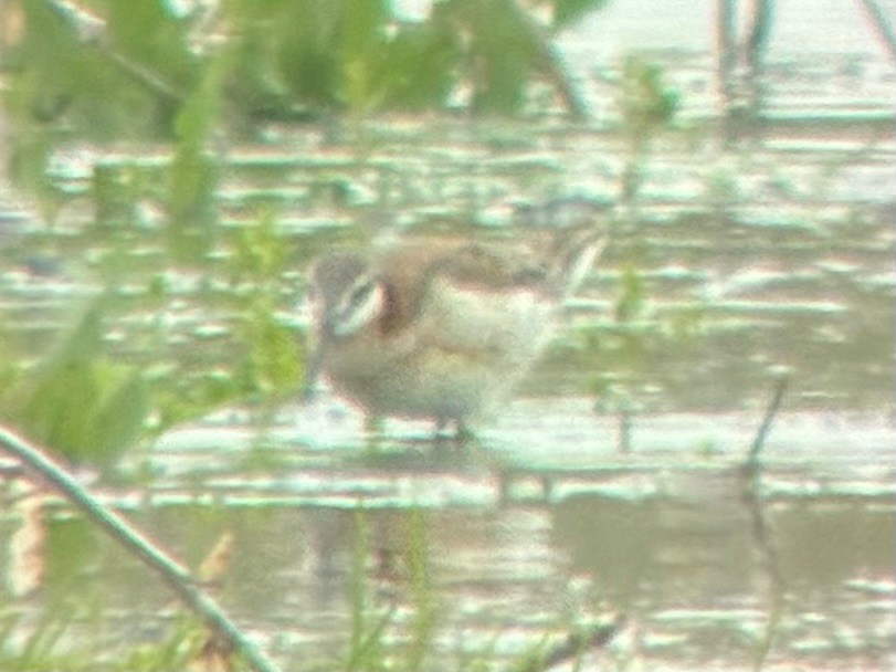 Wilson's Phalarope - ML635363601
