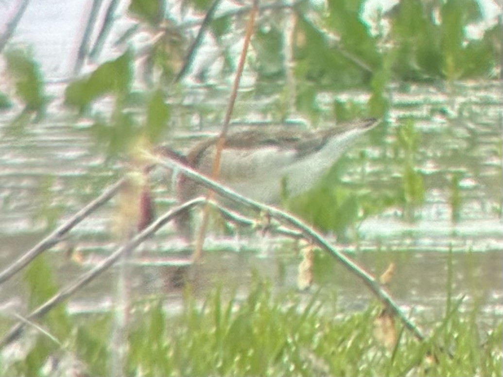 Wilson's Phalarope - ML635363602