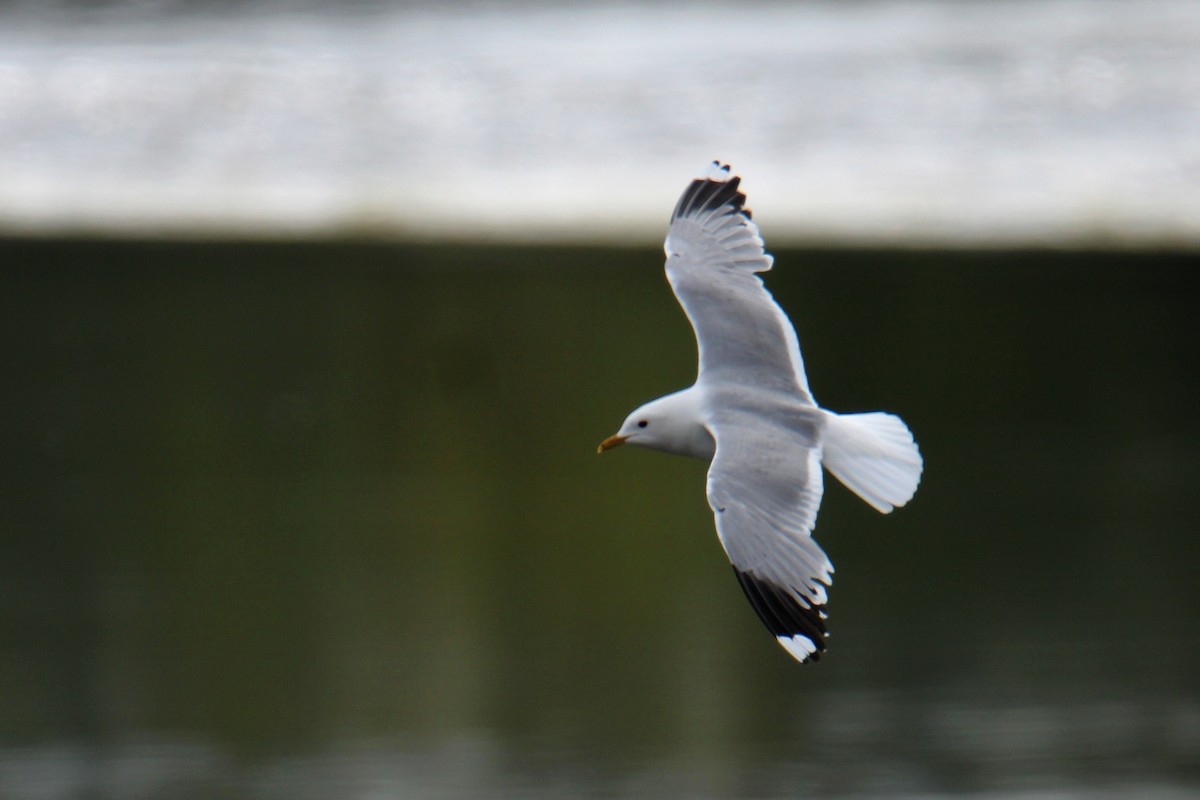 Common Gull - ML635363604