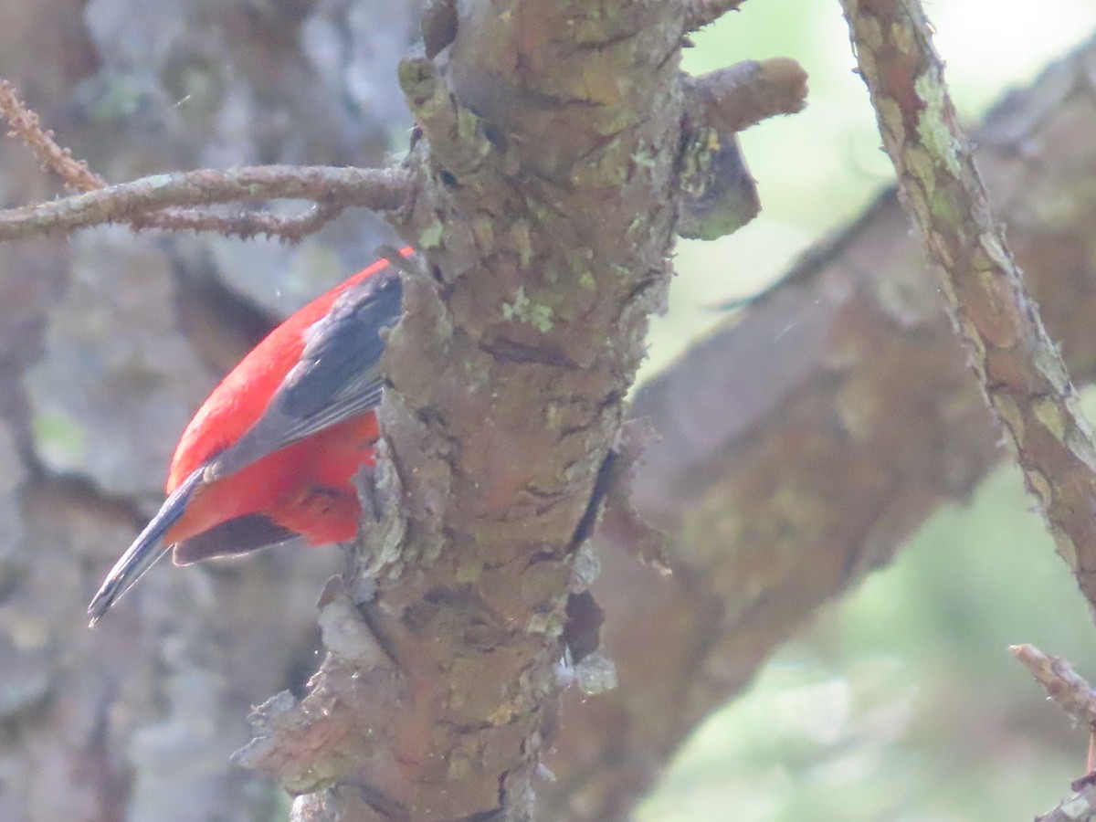 Scarlet Tanager - ML635363606