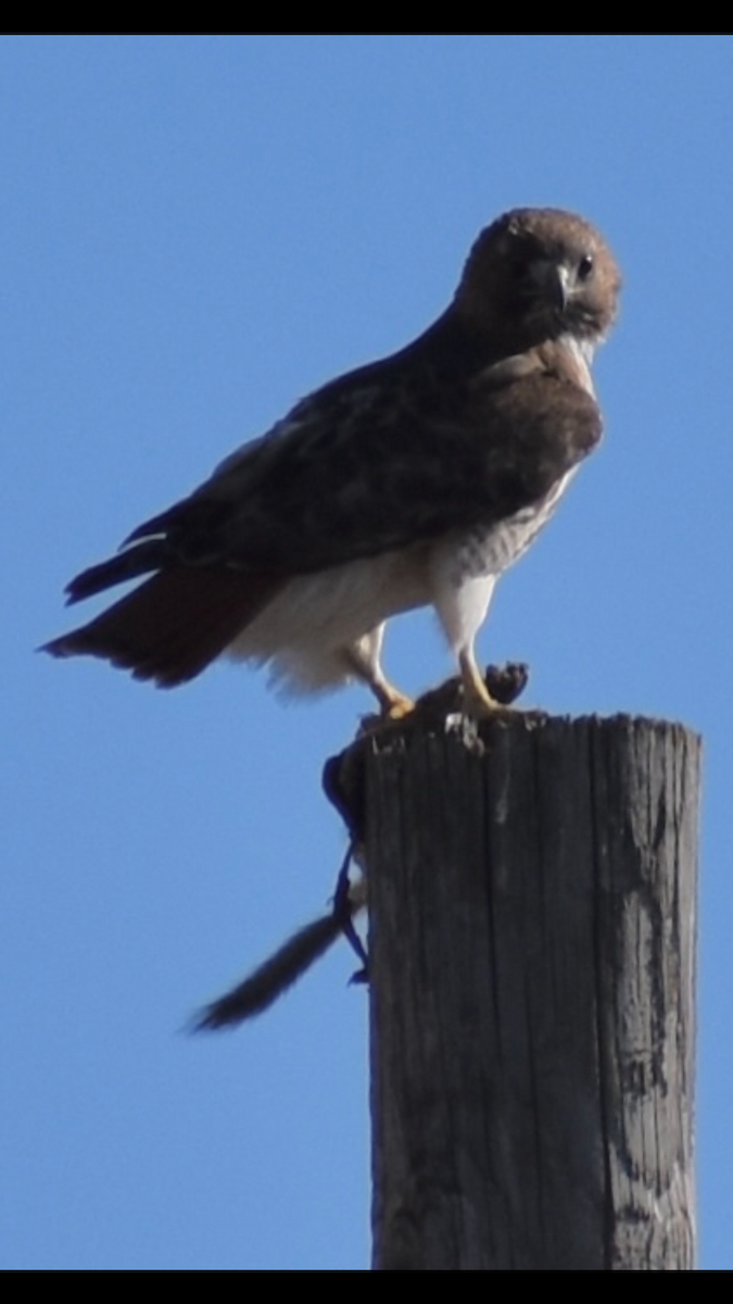Red-tailed Hawk - ML635363608
