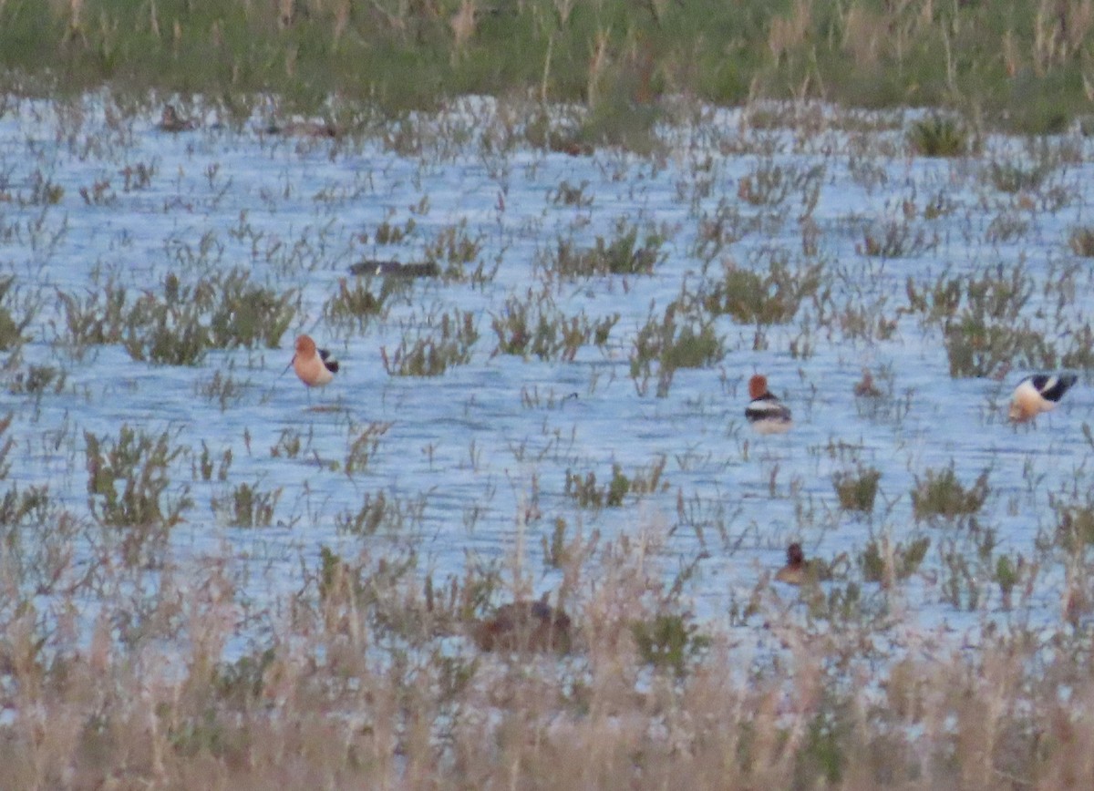 American Avocet - ML635363610