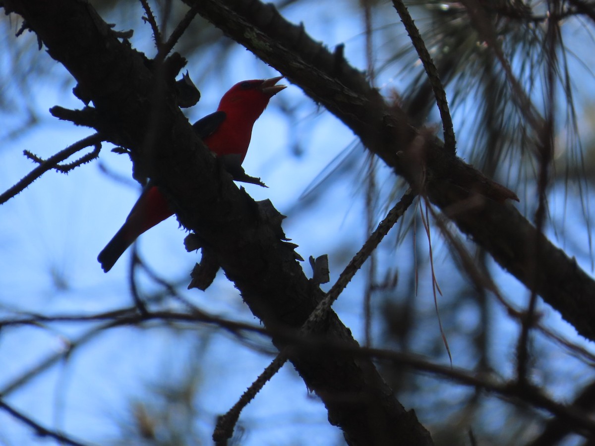 Scarlet Tanager - ML635363611