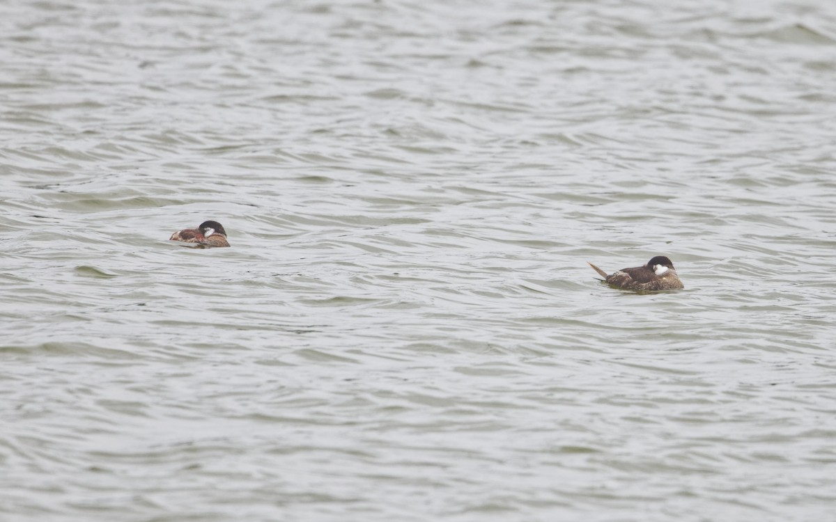 Ruddy Duck - ML635363612