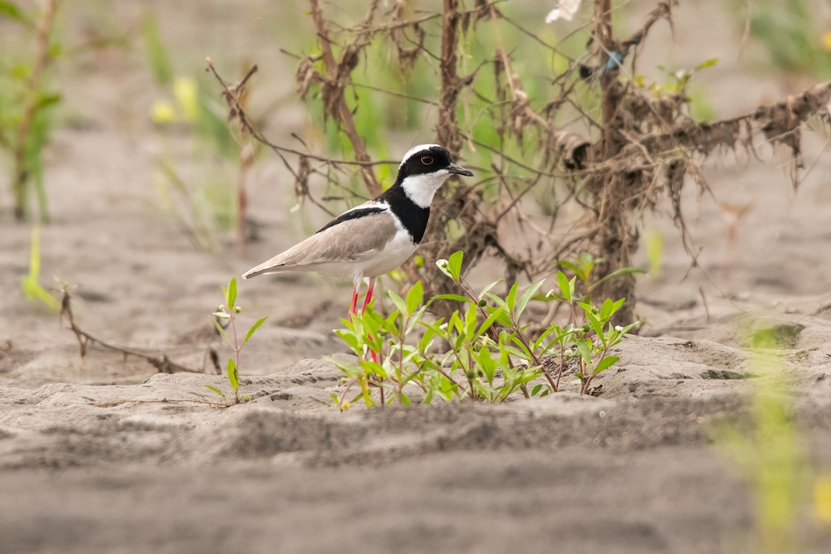 Pied Plover - ML635363613