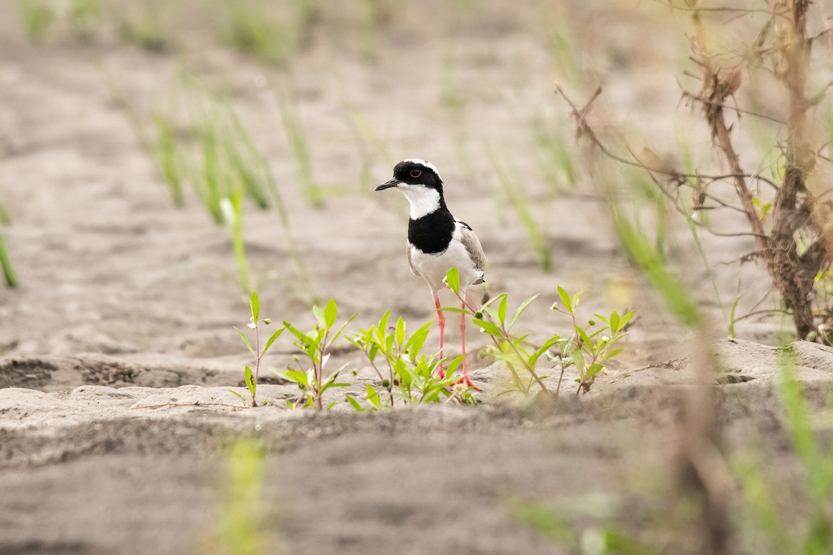 Pied Plover - ML635363614