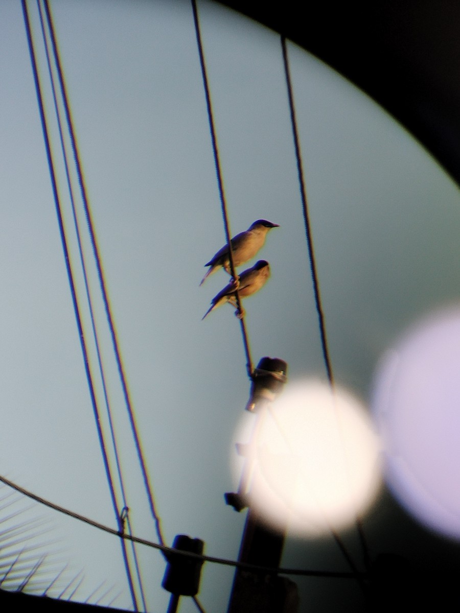 Brahminy Starling - ML635363615