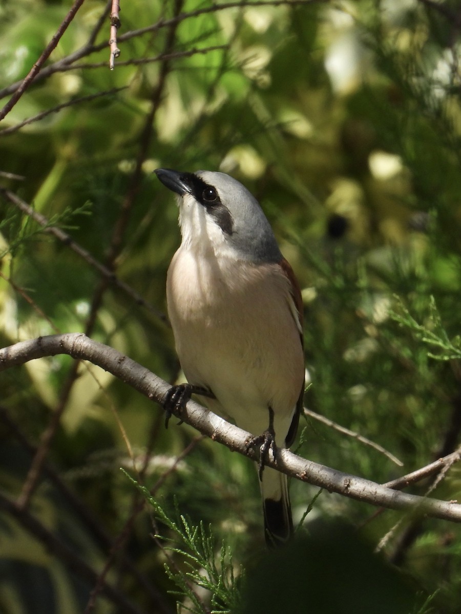 Red-backed Shrike - ML635363616