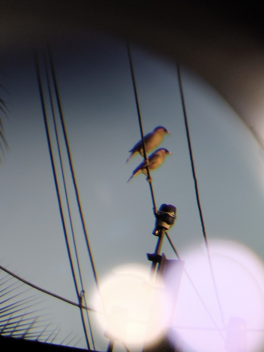 Brahminy Starling - ML635363617