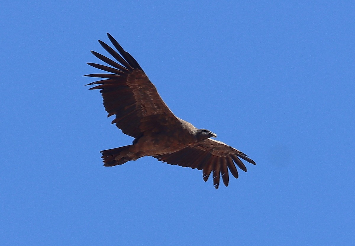 Andean Condor - ML635363622