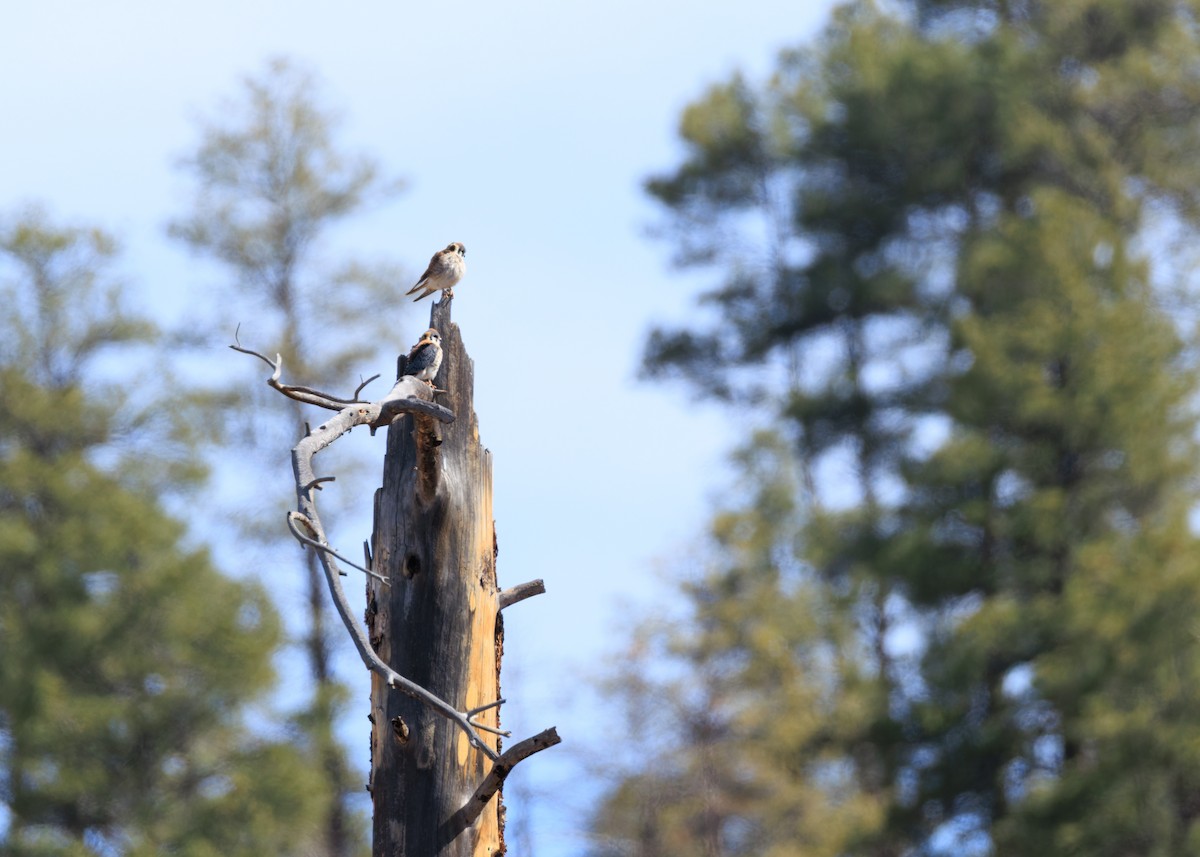 American Kestrel - ML635363623