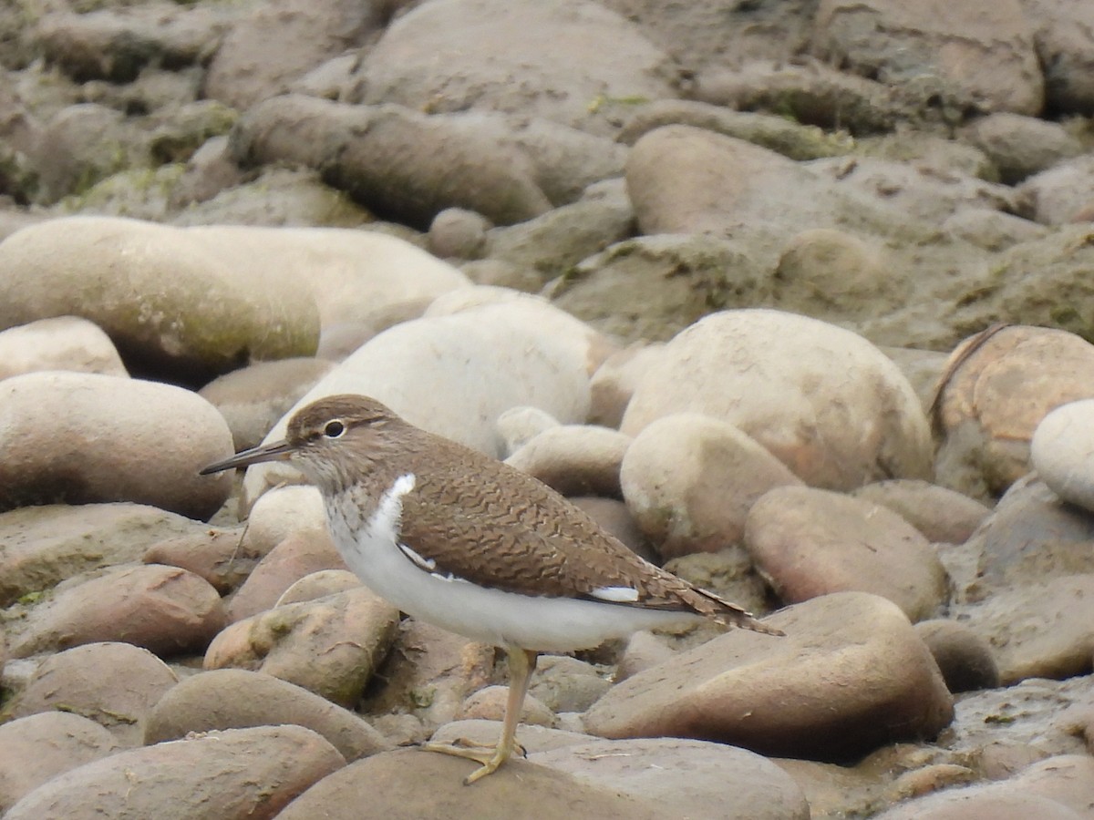 Common Sandpiper - ML635363624