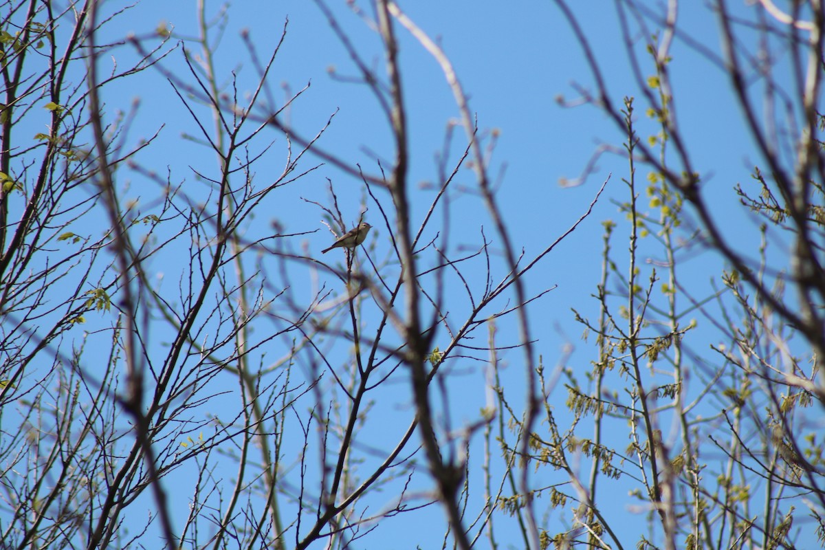 Warbling Vireo - ML635363625