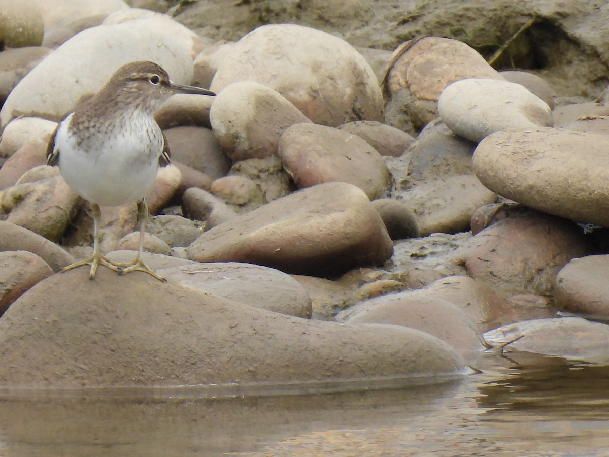 Common Sandpiper - ML635363626