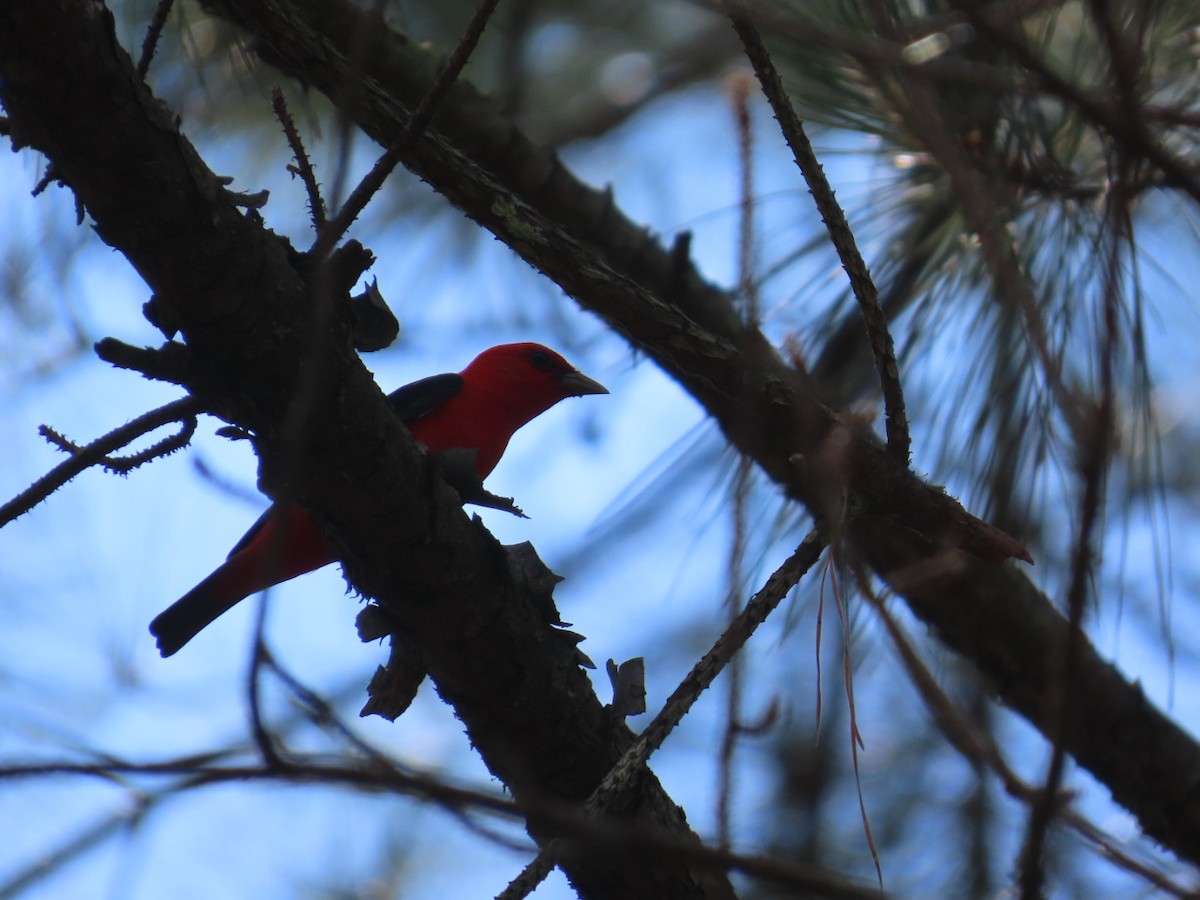 Scarlet Tanager - ML635363644