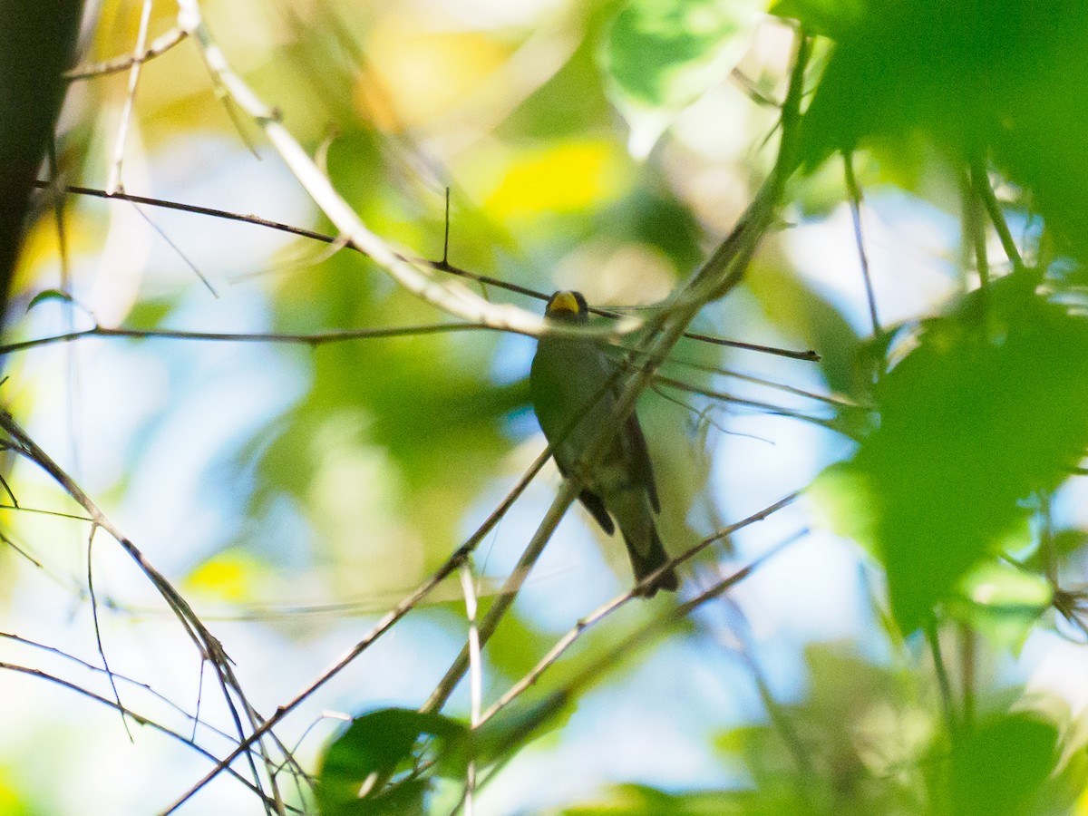 Slate-colored Seedeater - ML635363645