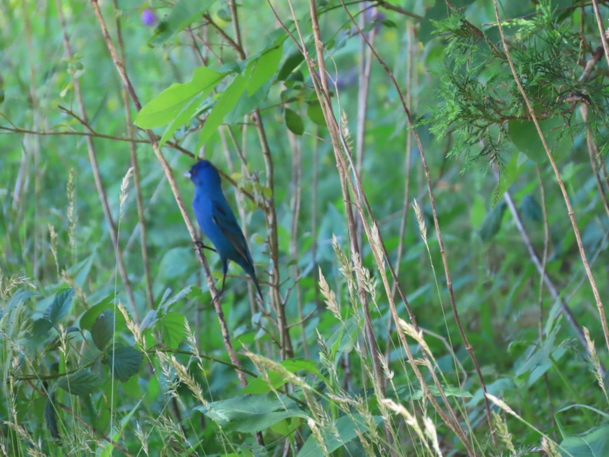 Indigo Bunting - ML635363652