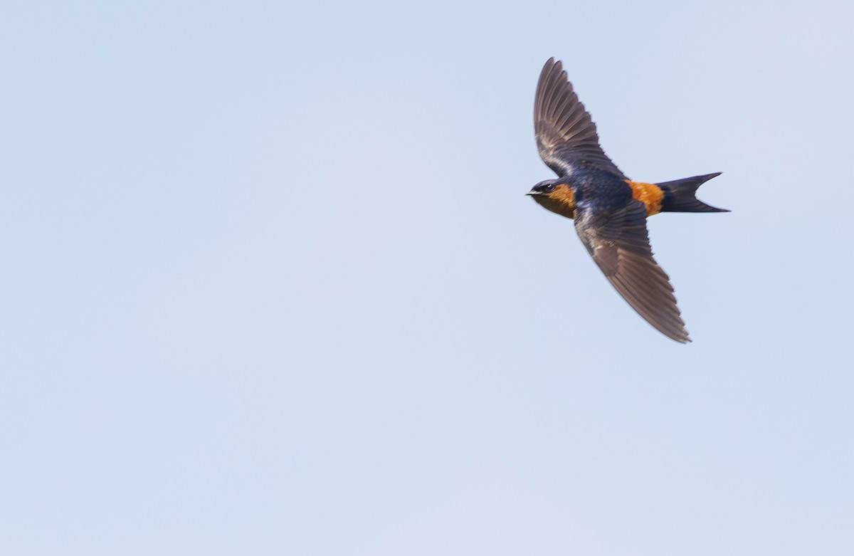 Sri Lanka Swallow - ML635363704