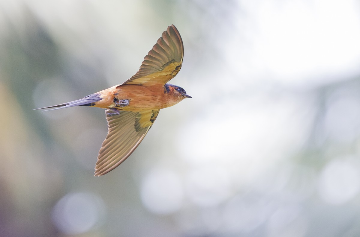 Sri Lanka Swallow - ML635363705