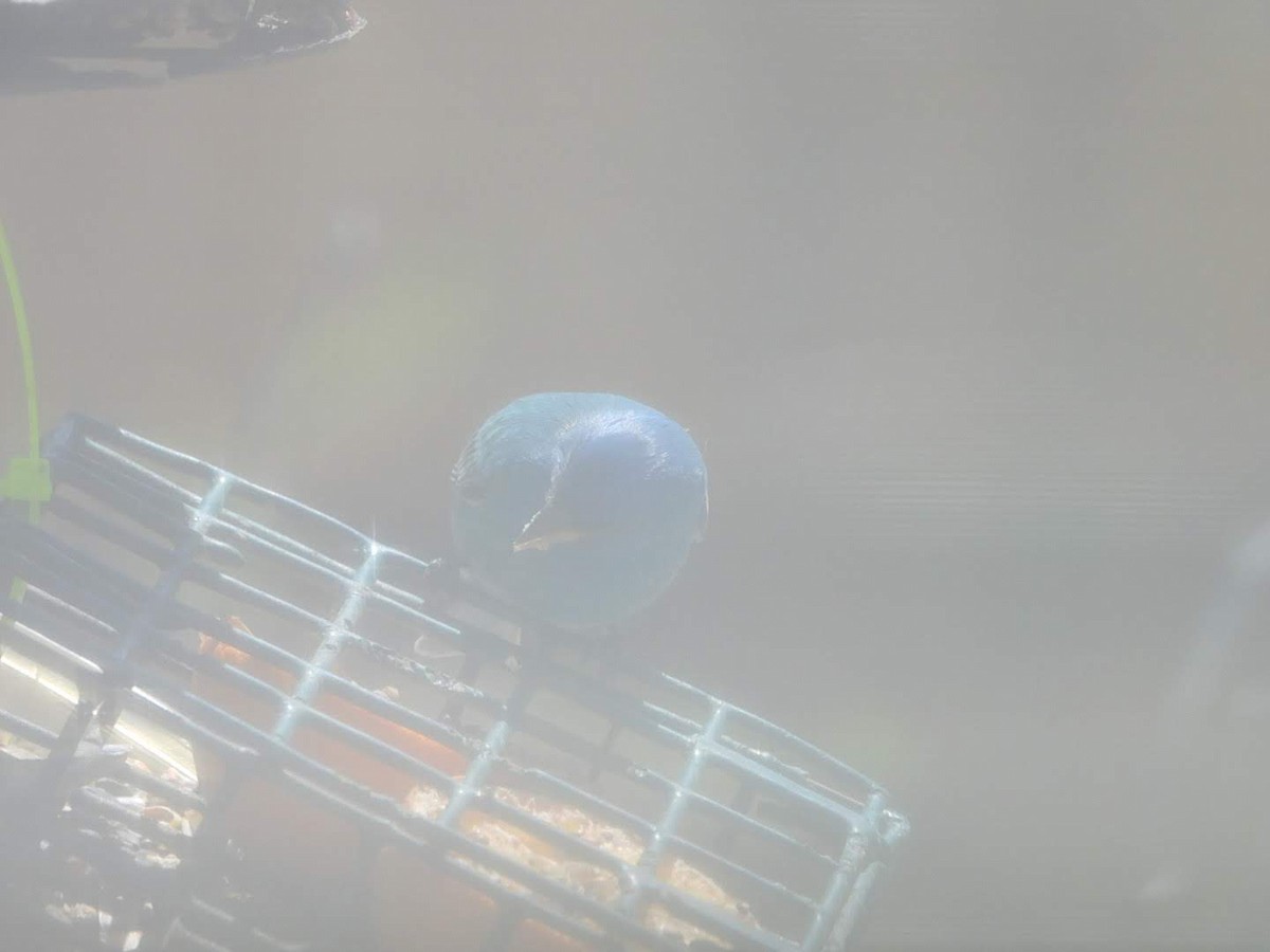 Indigo Bunting - ML635363724