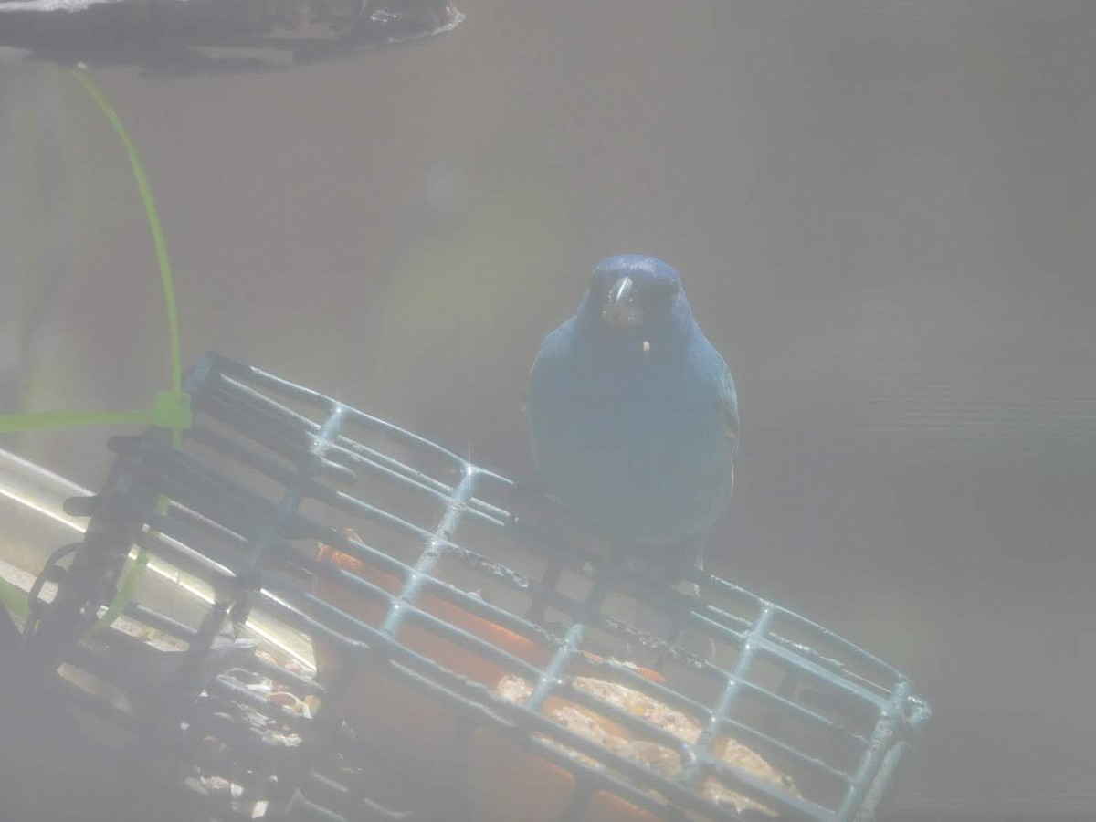 Indigo Bunting - ML635363748