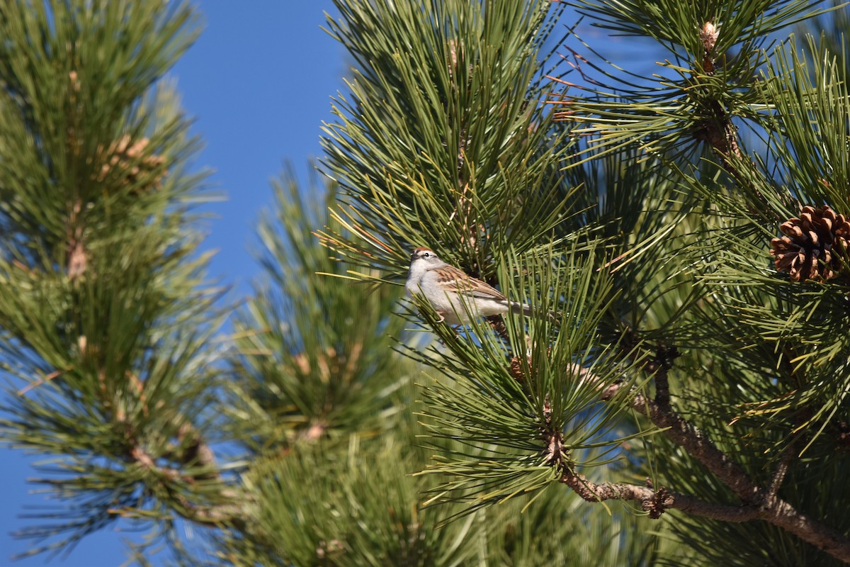 Chipping Sparrow - ML635363765