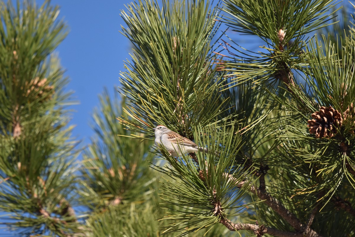 Chipping Sparrow - ML635363766