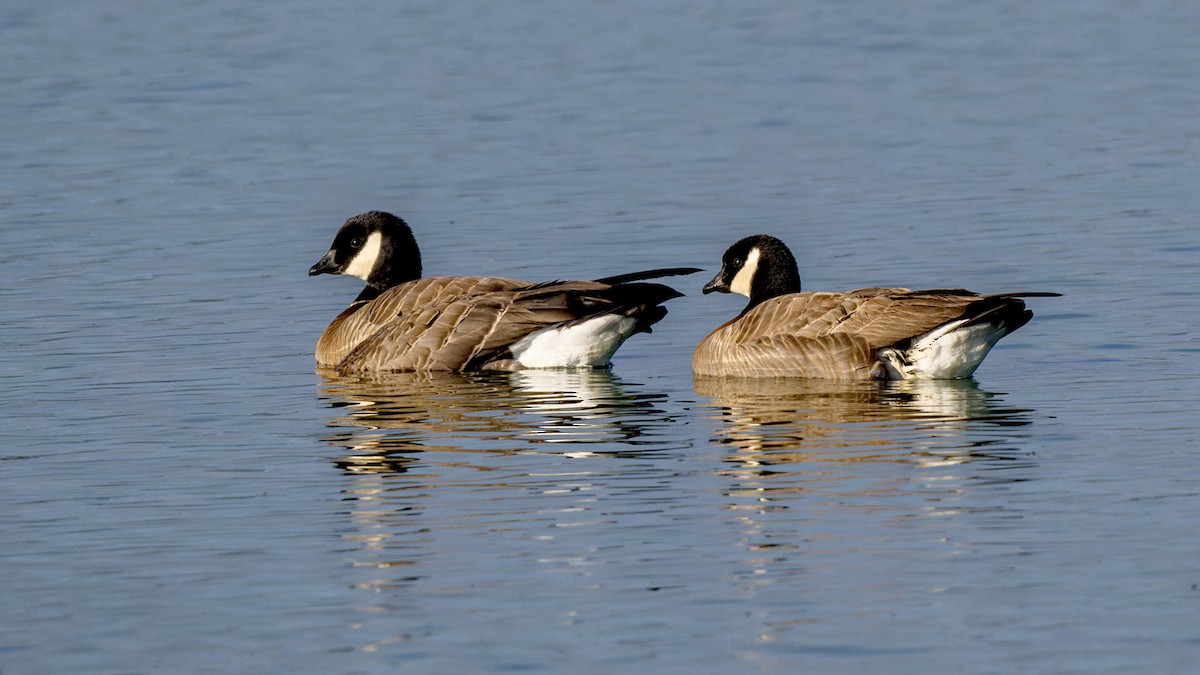 Branta kanadar txikia - ML635363863