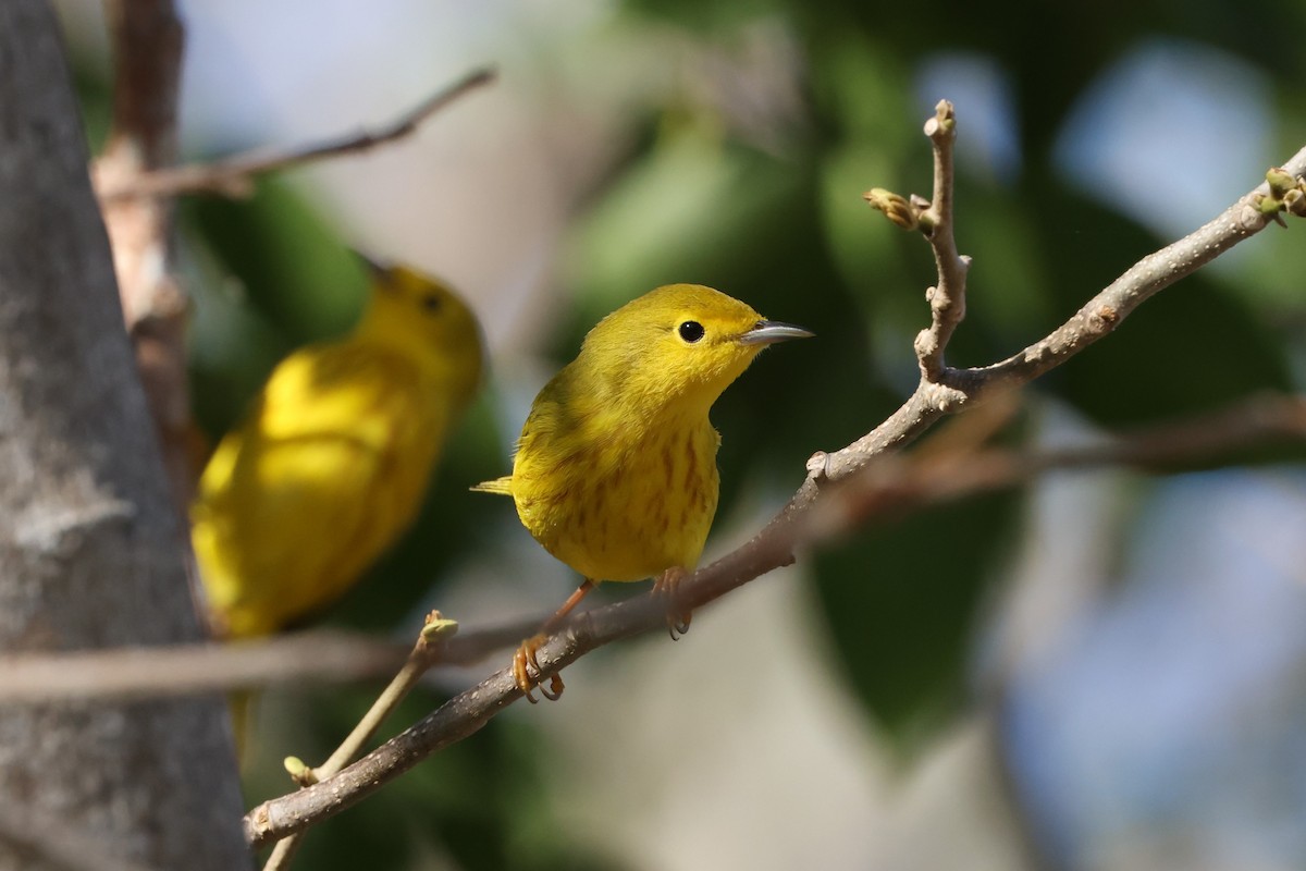 Yellow Warbler (Northern) - ML635363945