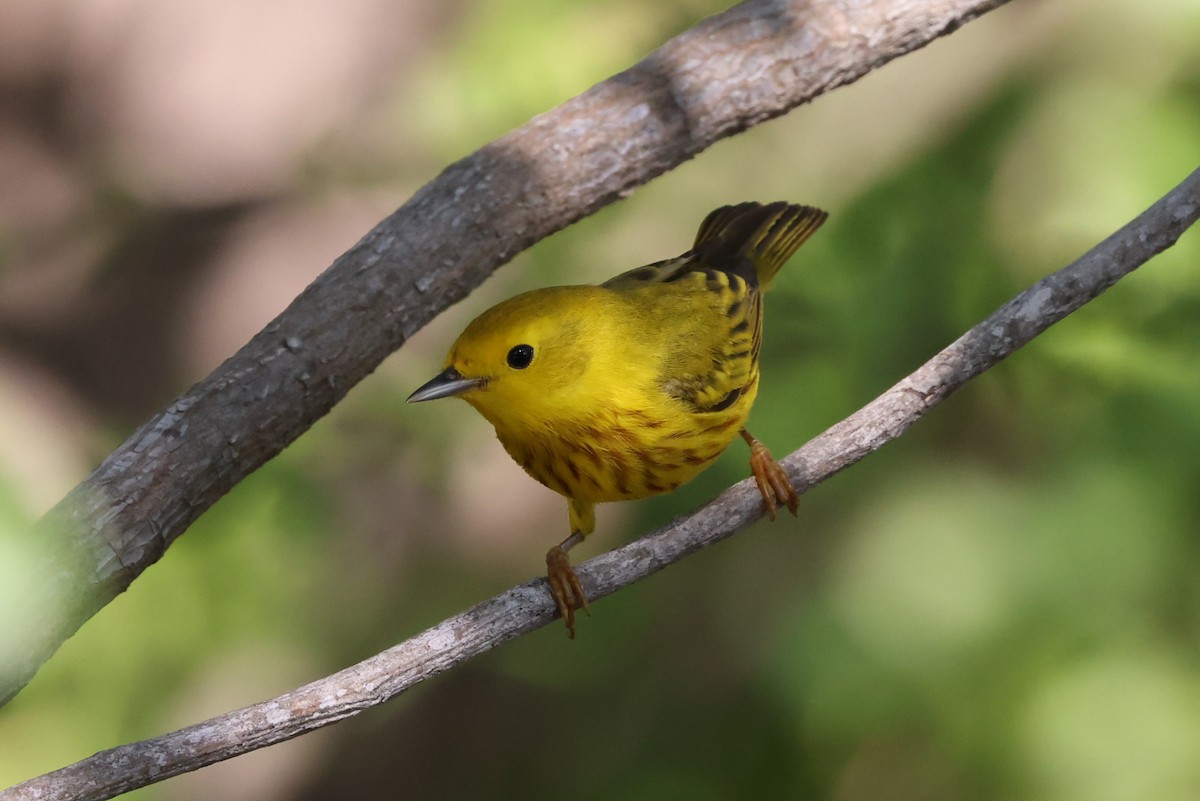 Yellow Warbler (Northern) - ML635363953