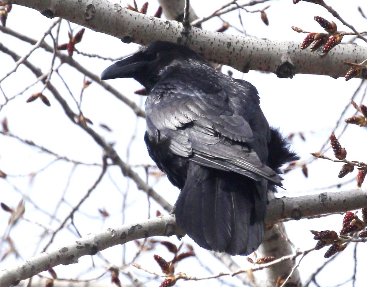 Common Raven - ML635363964