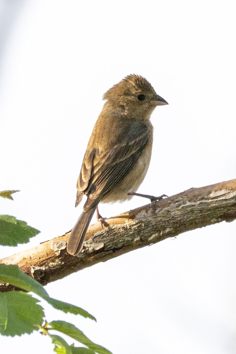 Indigo Bunting - ML635363997