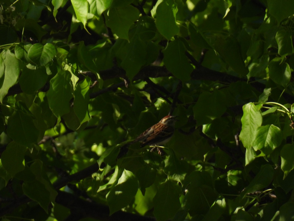 Chipping Sparrow - ML635364036