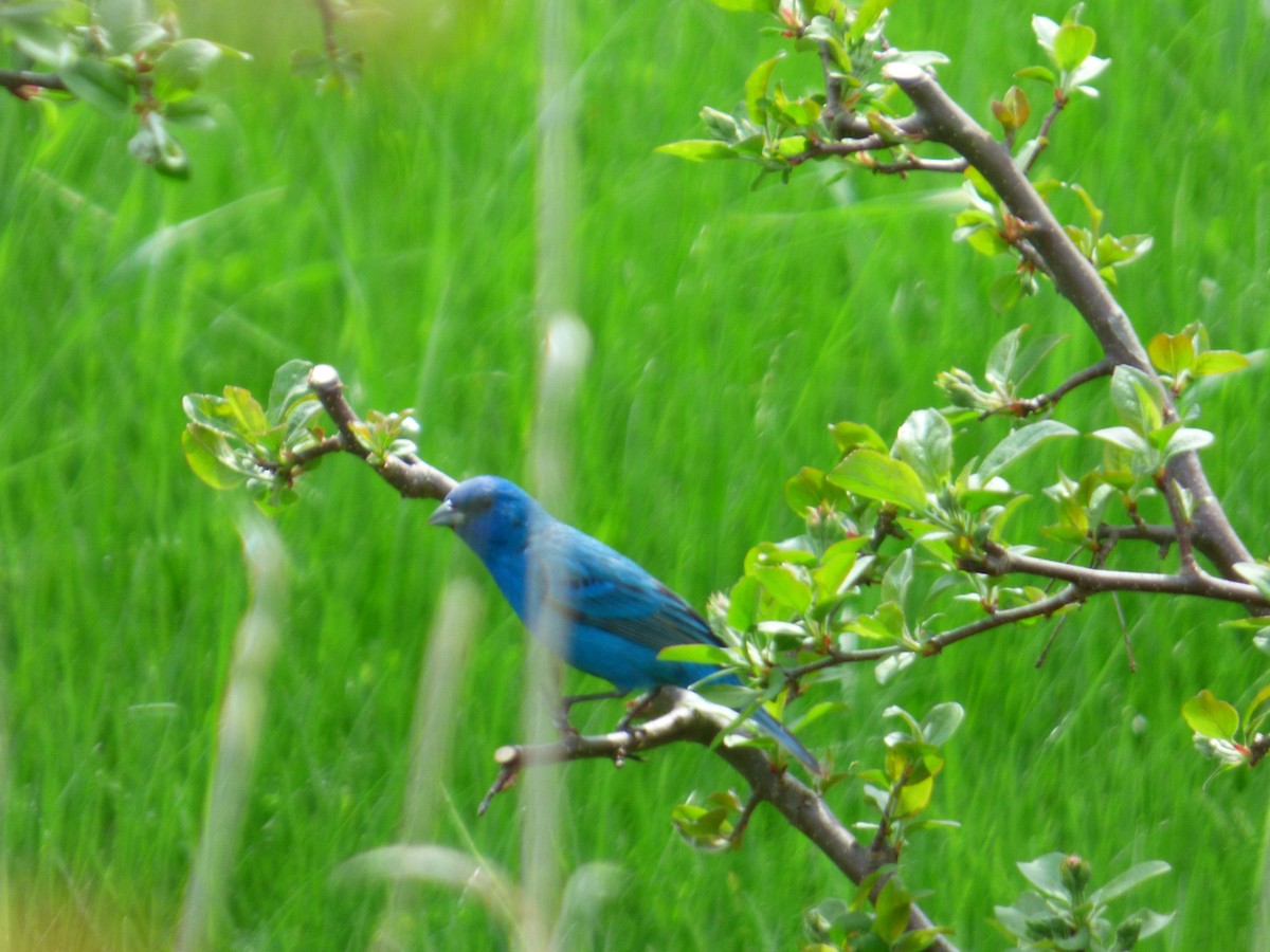 Indigo Bunting - ML635364073